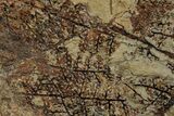 Pennsylvanian Fossil Fern (Eusphenopteris) Plate - West Virginia #232175-1